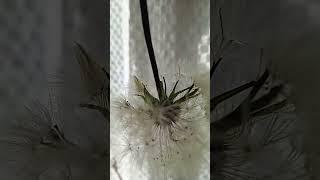 Преобразование одуванчика #одуванчик #dandelion #process #transformation #процесс