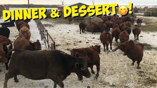 Red Angus Calves eat Dessert b4 Dinner!