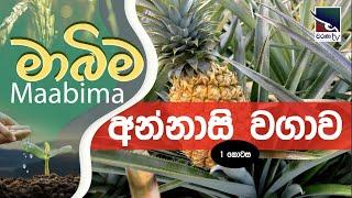 Mabima | අන්නාසි වගාව - 1