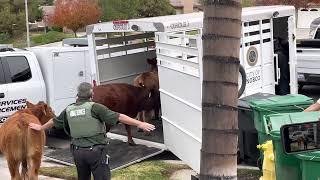 Norco and Corona animal control working collaboratively part 3