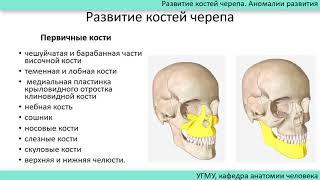 Развитие костей черепа. Аномалии развития