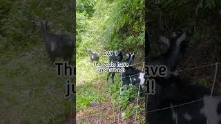 GOATSCAPING: Goats Eat Poison Ivy & Clear Yard // BEFORE & AFTER