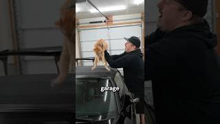 Cat who love cars are cool