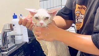 Devon Rex Cat Spa Day: Bathing, Grooming, and More!