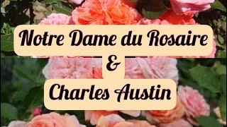 Notre Dame du Rosaire & Charles Austin