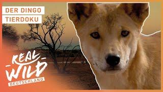 Der größte Überlebenskünstler Australiens - Der Dingo | Real Wild Deutschland