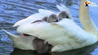 Swan Mom Carries ALL Her Babies Under Her Wing | The Dodo