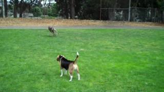 Marbles the greyhound at the Dog Park