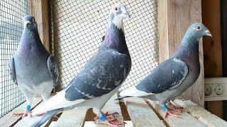 Fabulous Racing Pigeons! Extreme Marathon!