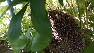 Why is there a hedgehog in my backyard-