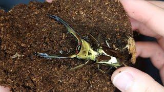 Golden Stag Beetle! Cyclommatus Metallifer Sangirensis (Beetle ASMR)