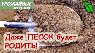 БЛАГОРОДИЕ ПЕСЧАНЫХ ПОЧВ! Превращаем песок в плодородную почву! Сюрприз в конце выпуска!