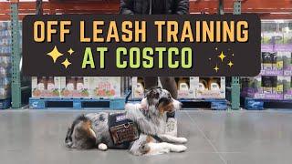 Service Dog Training at Costco: Off Leash Training & Heel Work. Public Access |  AstroFromTheBlue