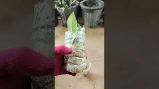 Growing roses #gardening #flowerspot #gardenplants #garden #farming #succulent #success