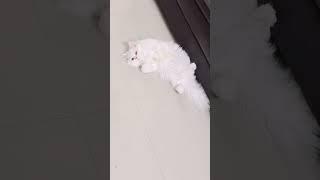 #cat #catlover #kitten #pets #cute #sinchi
