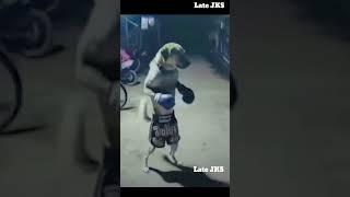  German Shepherd Boxer  #dog #boxing #viral #trending #shortsfeed #shorts