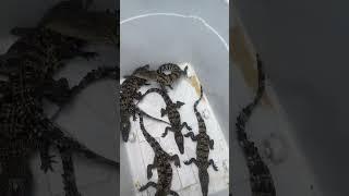 #crocodileseedlings #artificial breeding of crocodileseedlings  #crocodilian