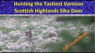 Sika Stag Kill & Deer Everywhere! Fixing a tower & Scottish Highland Stags 7mm Rem Mag Barnes TTSX