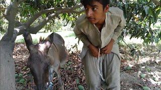 Man With His Donkey || OMG 2021.....