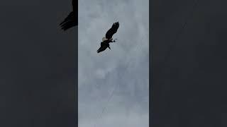 Watching Lincoln fly through the stadium never gets old #shorts