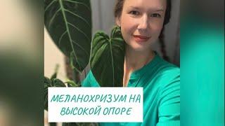 Подробное видео с изготовлением опоры для Филодендрона Меланохризума #Ola Avendirg