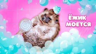 МОЮ ЁЖИКА БРУНО с ЩЕТКОЙ  | Купаем Ёжика - SPA for hedgehog