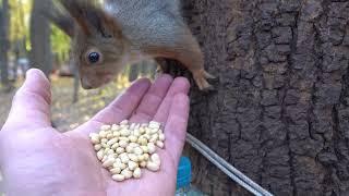 Зарисовка с дикой белкой / A sketch with a wild squirrel