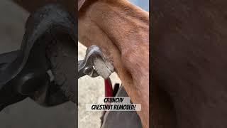 Horse needs its crunchy chestnut removed by a farrier ! #horse #asmr #oddlysatisfying #animal