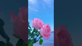 Flowers status!! whatsApp status!! love status!! flower status!! short video!!#short