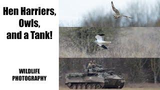 Hen Harriers, Owls and a Tank: Bird & Wildlife Photography