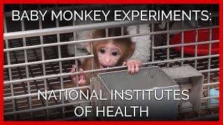 Baby Monkey Experiments Exposed | National Institutes of Health