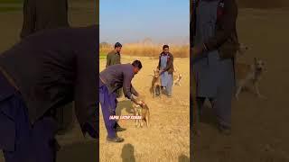LaJpal shikar group KiSrAn #bestdogsintheworld #animals  #shikari #funny #doglover #shikarikutta