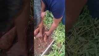 Terrace  Gardening sweet potato #gardening #farming #trendingshorts