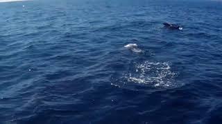 Leaping Dolphins