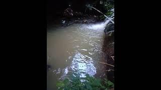 strike joss gen joss mantap#vidio#shorts#mancing#fishing