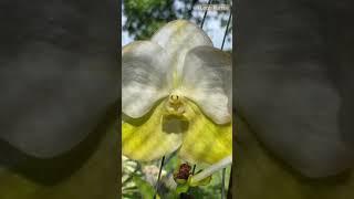 Vanda Nopporn Gold || Carmela Orchids Update || #mylittlejungle #shorts #orchidmom #vandaorchid