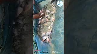 Roop Chanda Harvesting #fish #fishing#fishingvideo#fishinglife #fisherman#fishharvesting #viralvideo