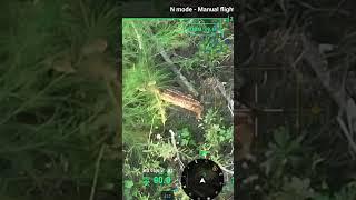 Spotted Fawns During Pet Search - DJI Mavic 3T Thermal