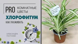 Комнатное растение Хлорофитум | Вся правда об этом зеленом красавце