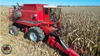 International Harvester 1460 Combine Harvesting Corn