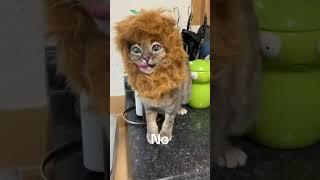 #grwm #gumbus #catsofyoutube #cat #cute