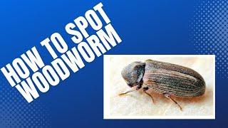 5 Ways to Spot Woodworm in Your Home