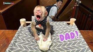 Kyo the Monkey: Smart, Mischievous, and Fun – Watch the Full Version!
