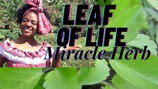 LEAF of LIFE BENEFITS AND USES | Tree Of Life| MIRACLE HERB Bryophyllum Pinnatum *I MADE THE JUICE*