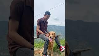 Hope the golden retriever #fyp #love #dogshorts #doglove #goldenretriever #ironecho #dogforlife