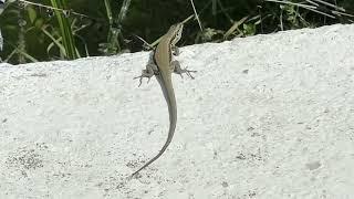 TROODOS LIZARDS in CYPRUS