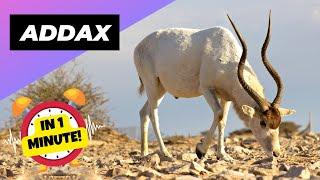 Addax - In 1 Minute!  One Of The Most Endangered Animals In The Wild | 1 Minute Animals