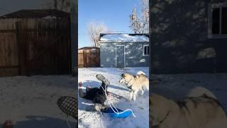 Dog sled fail? #dogsofyoutube #funnyanimals