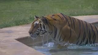 Out of Africa - Wildlife Park in Northern Arizona