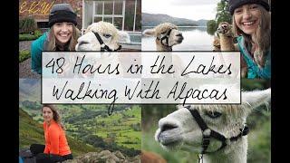 48 Hours in the Lake District; Walking Alpacas at Alpacaly Ever After